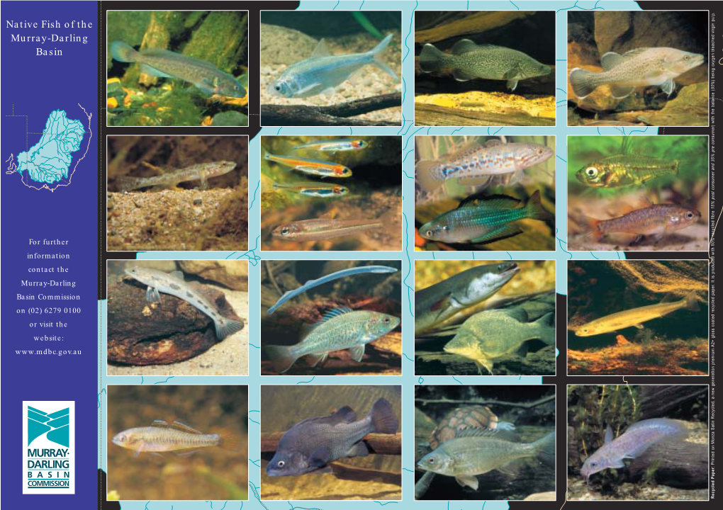 Native Fish of MDB Card