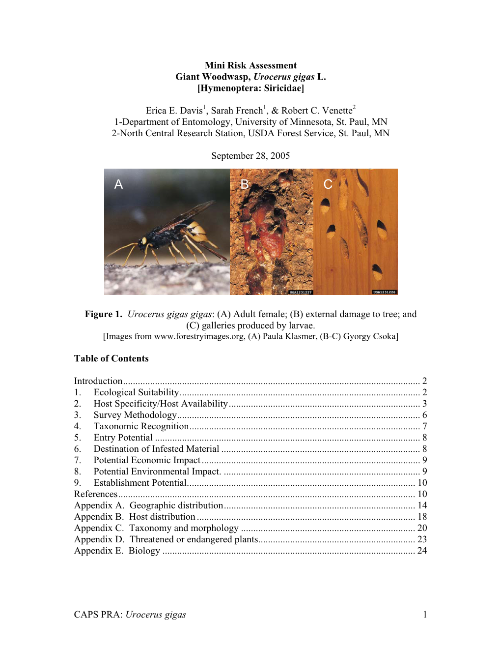 Assessment Giant Woodwasp, Urocerus Gigas L