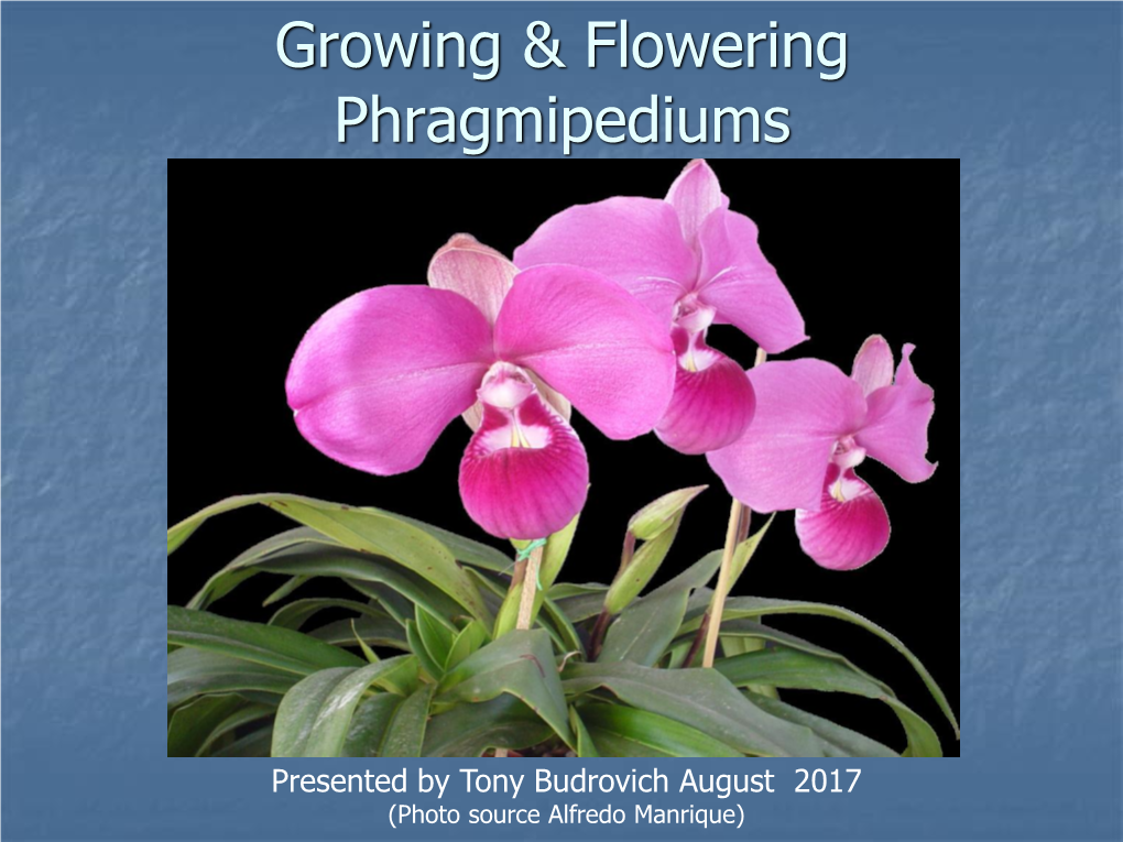 Phragmipediums