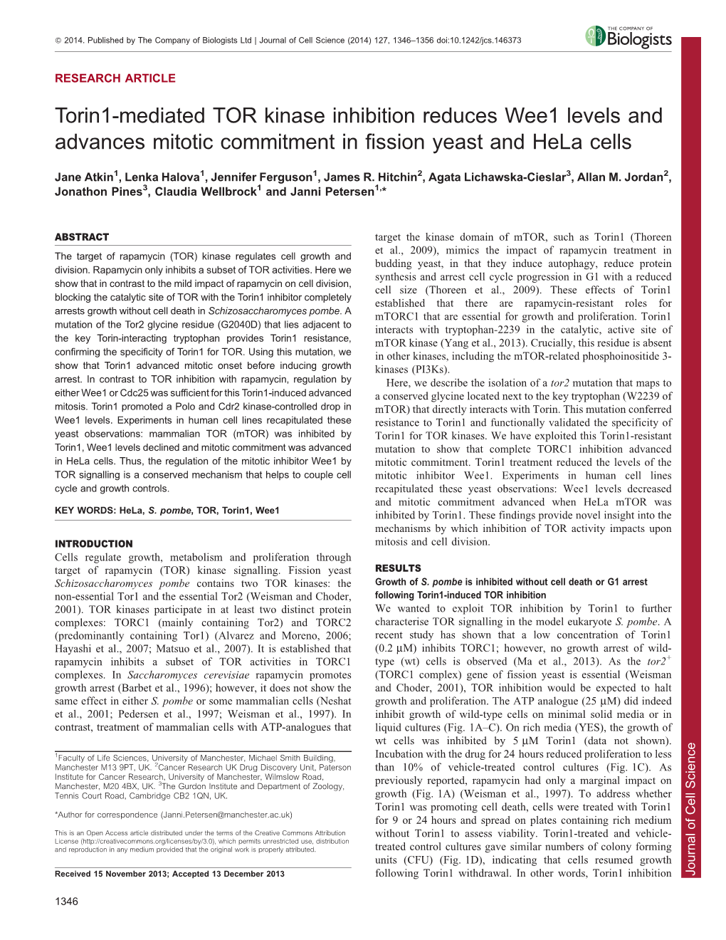 Torin1-Mediated TOR Kinase Inhibition Reduces Wee1 Levels And