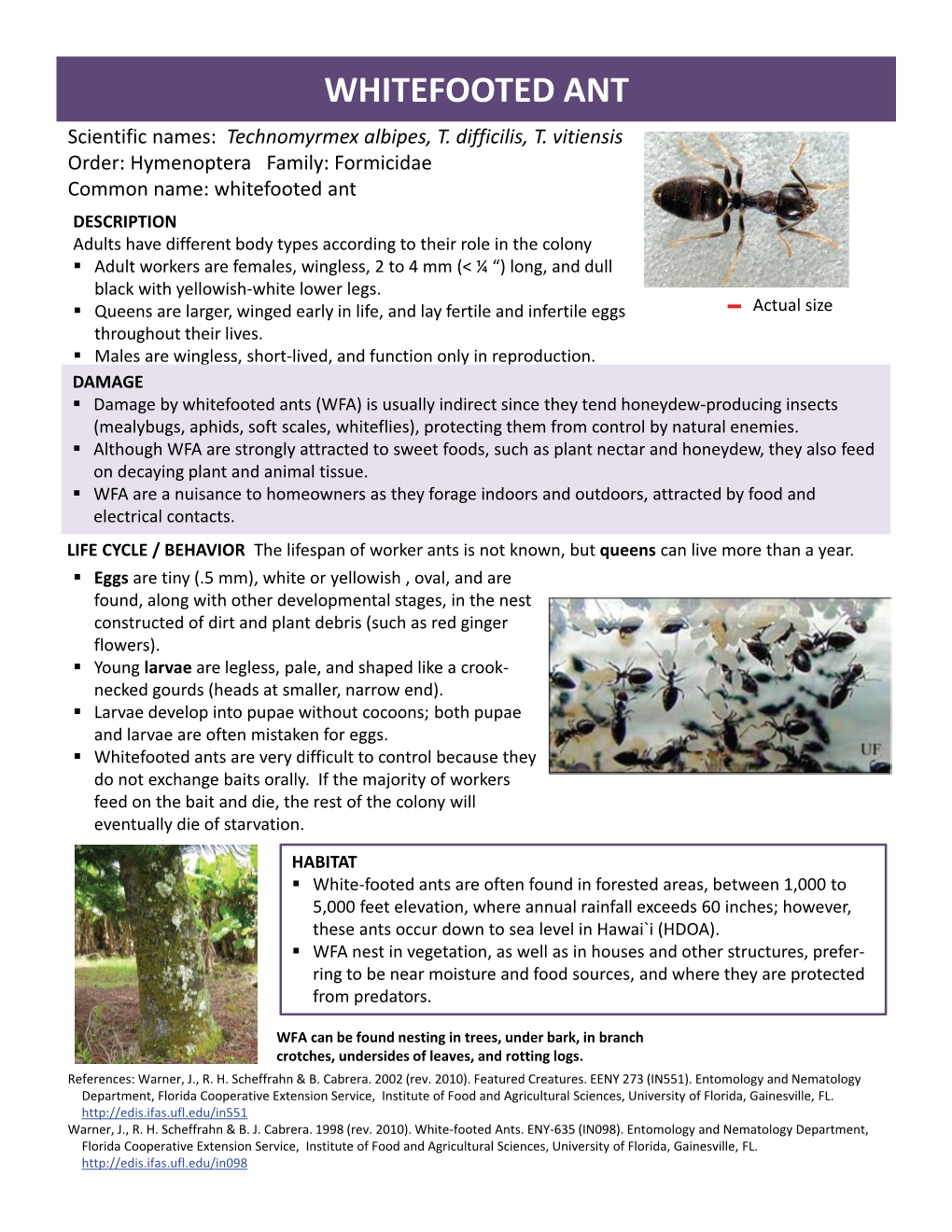 WHITEFOOTED ANT Scientific Names: Technomyrmex Albipes, T