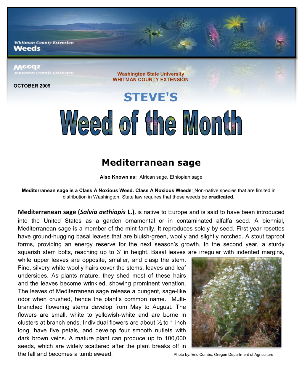 Mediterranean Sage