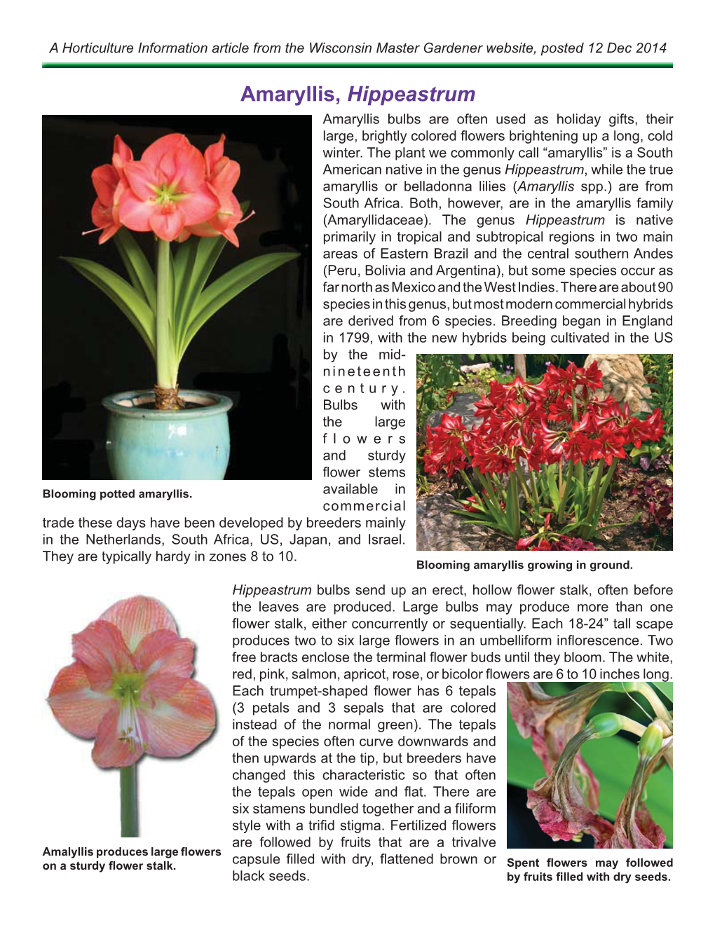 Amaryllis, Hippeastrum Amaryllis Bulbs Are Often Used As Holiday Gifts, Their Large, Brightly Colored ﬂ Owers Brightening up a Long, Cold Winter