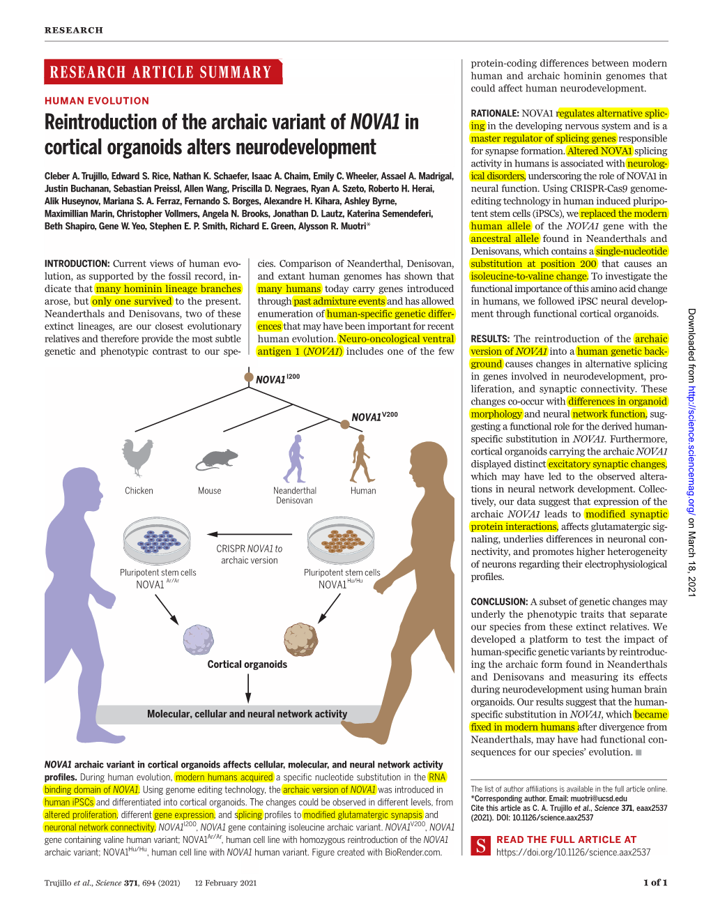 Reintroduction of the Archaic Variant of NOVA1