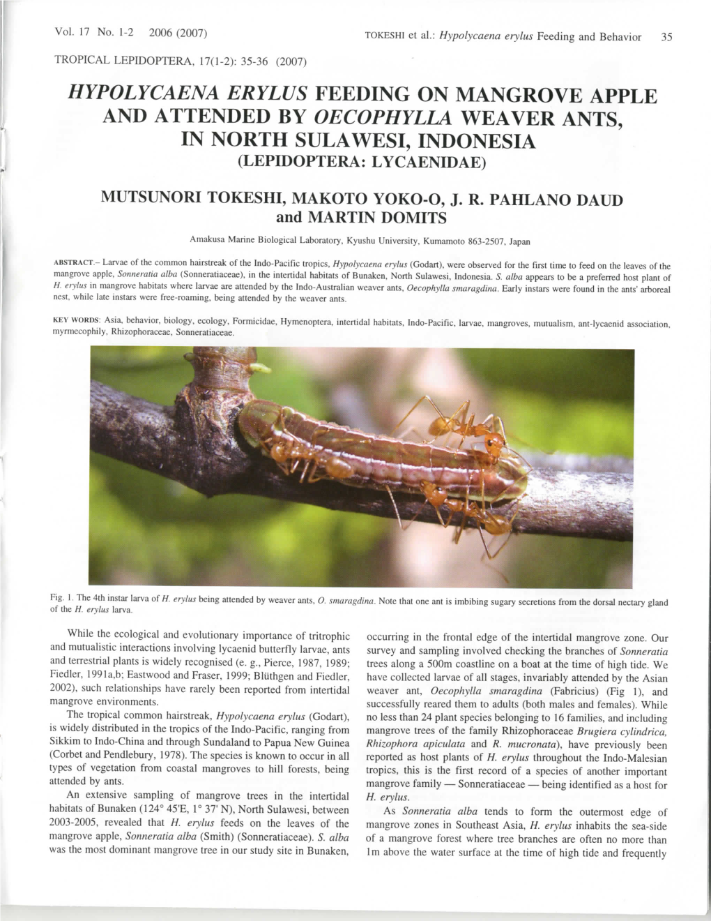 Hypolycaena Erylus Feeding on Mangrove Apple and Attended by Oecophylla Weaver Ants, in North Sulawesi, Indonesia (Lepidoptera: Lycaenidae)