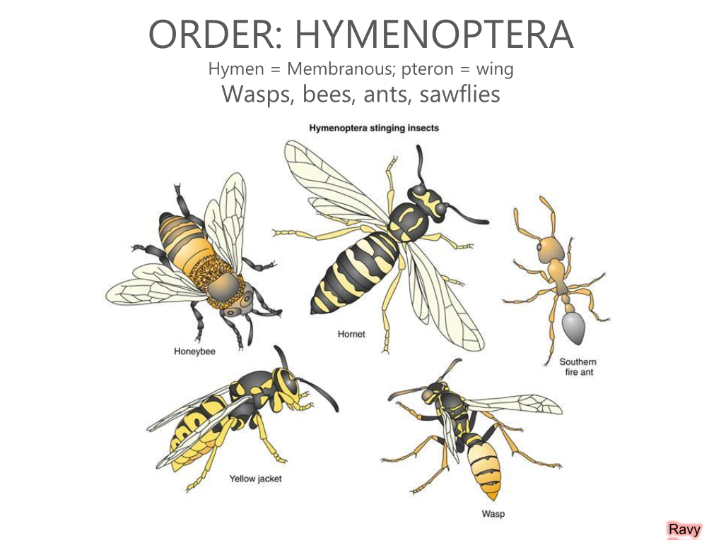 Order Hymenoptera and Diptera