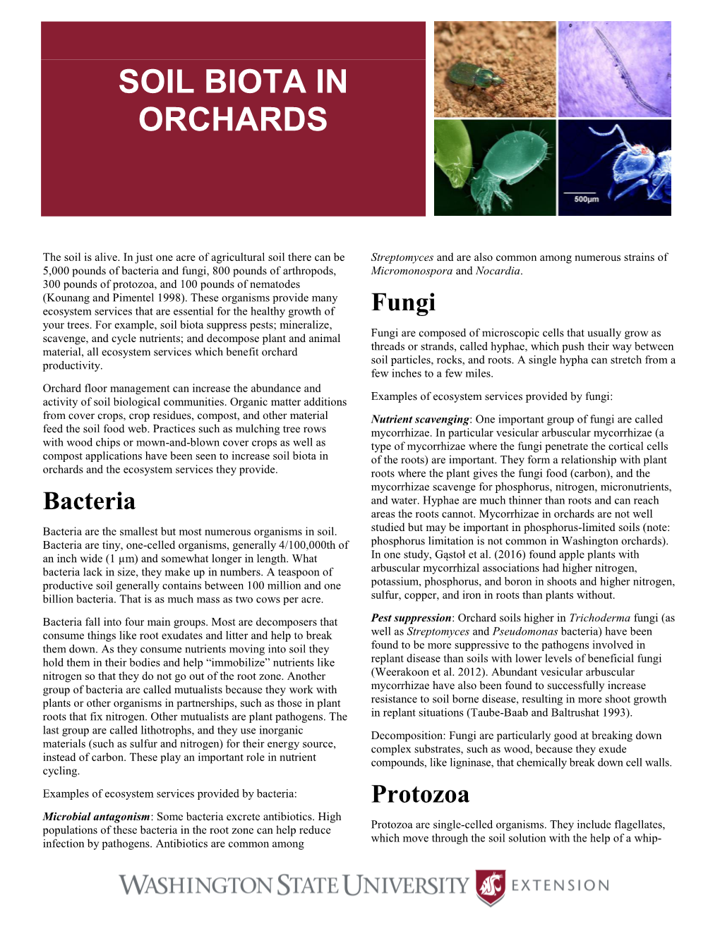 Soil Biota in Orchards