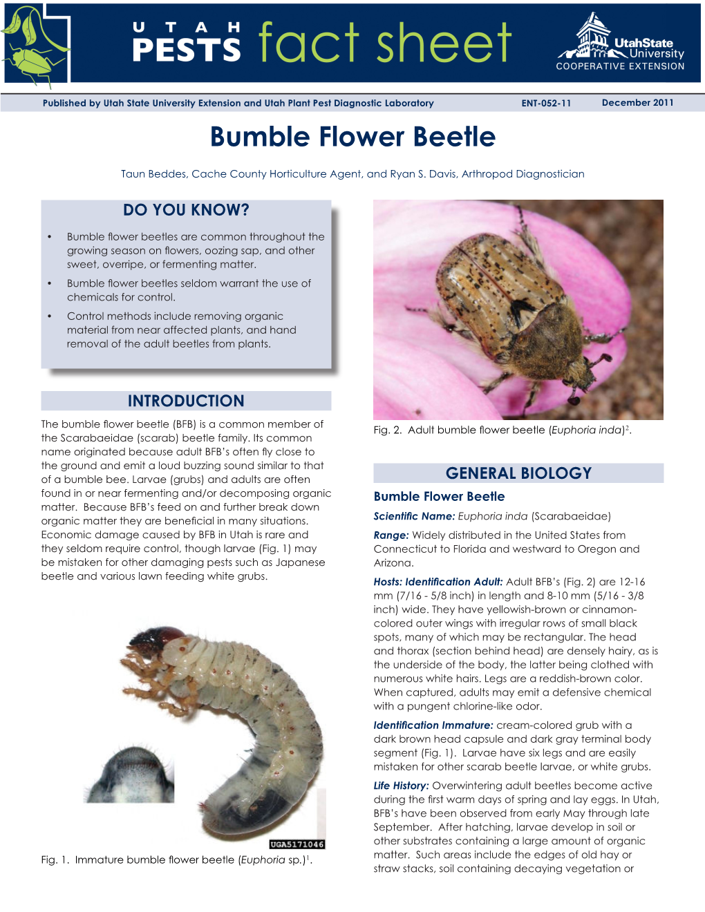 Bumble Flower Beetle