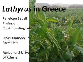 Greece Penelope Bebeli Professor, Plant Breeding Lab