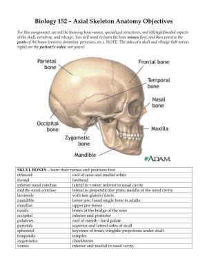 Biology 152 – Axial Skeleton Anatomy Objectives