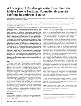 A Lower Jaw of Pondaungia Cotteri from the Late Middle Eocene Pondaung Formation (Myanmar) Confirms Its Anthropoid Status