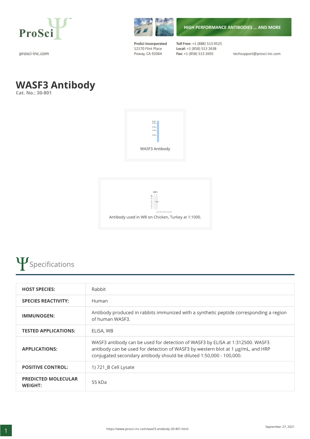 WASF3 Antibody Cat