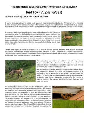 Red Fox (Vulpes Vulpes) Story and Photos by Joseph Filo, Sr