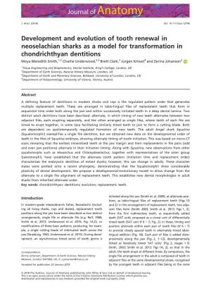 Development and Evolution of Tooth Renewal in Neoselachian Sharks As