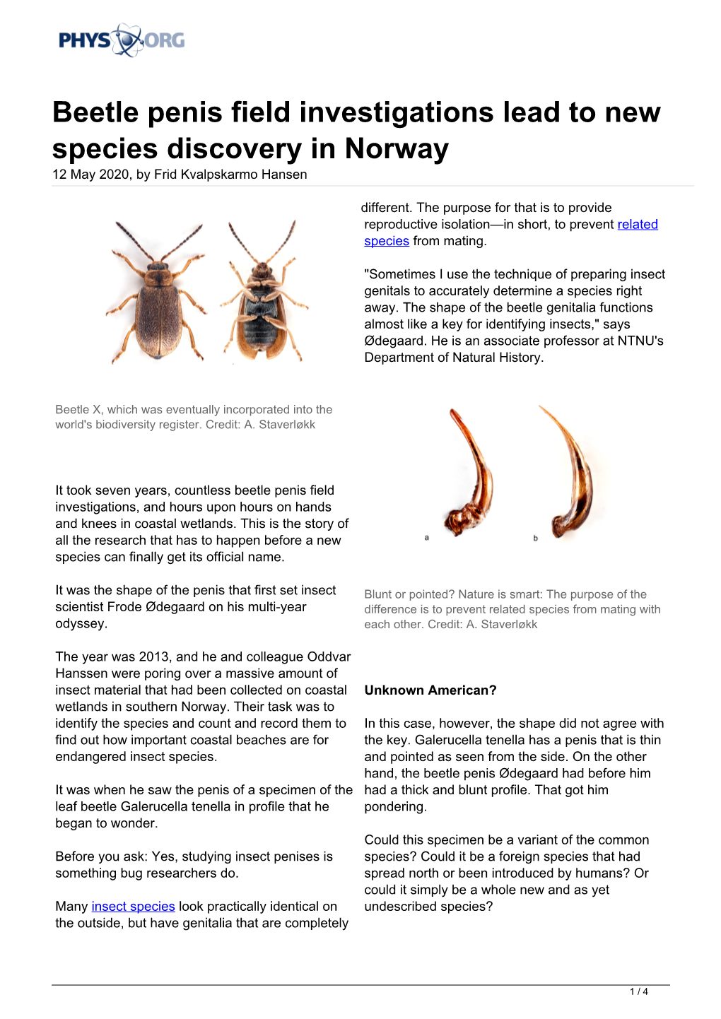 Beetle Penis Field Investigations Lead to New Species Discovery in Norway 12 May 2020, by Frid Kvalpskarmo Hansen