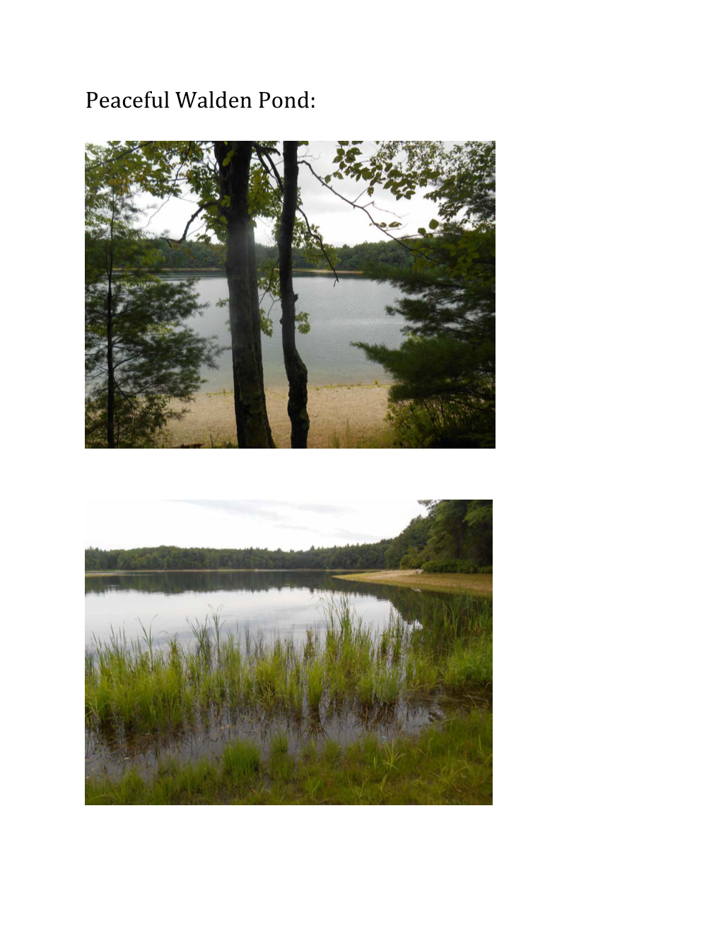 Peaceful Walden Pond