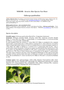 Invasive Alien Species Fact Sheet Galinsoga Quadriradiata