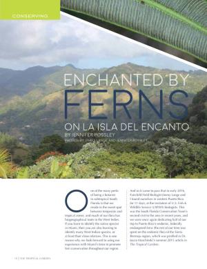 Enchanted by Ferns on La Isla Del Encanto by Jennifer Possley Photos by James Lange and Jennifer Possley