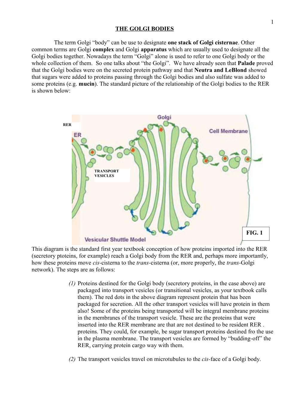 The Golgi Bodies