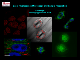 Basic Fluorescence Microscopy and Sample Preparation