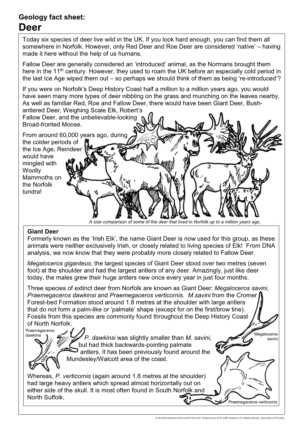 Fossil Deer Fact Sheet