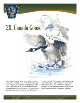 Canada Goose Wildlife Note