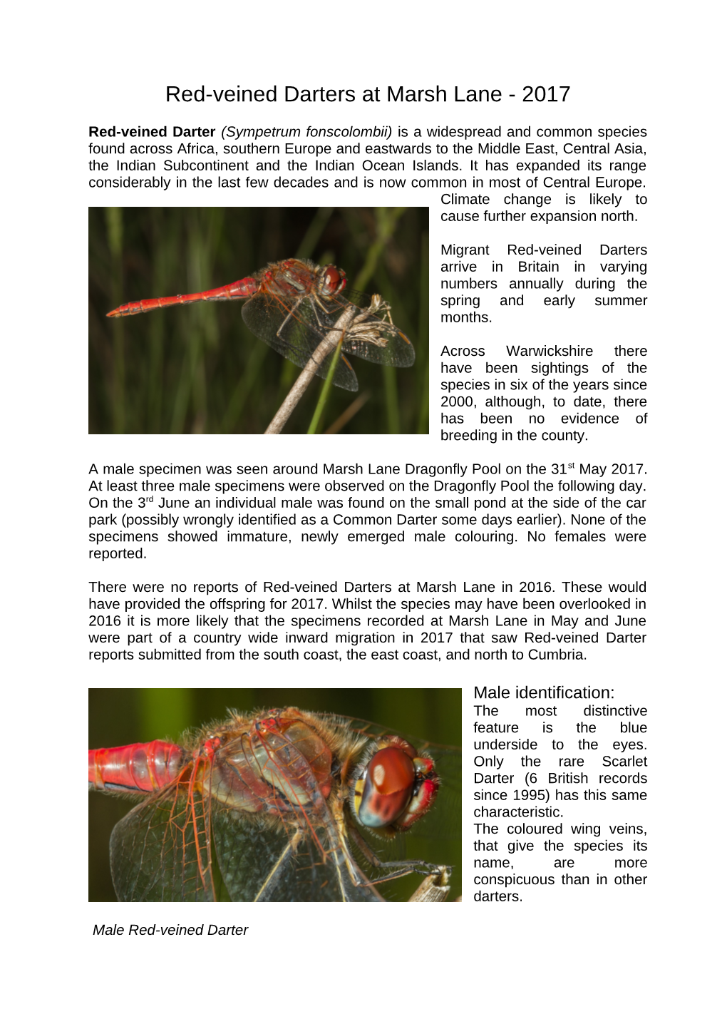 An Invasion of Red-Veined Darters