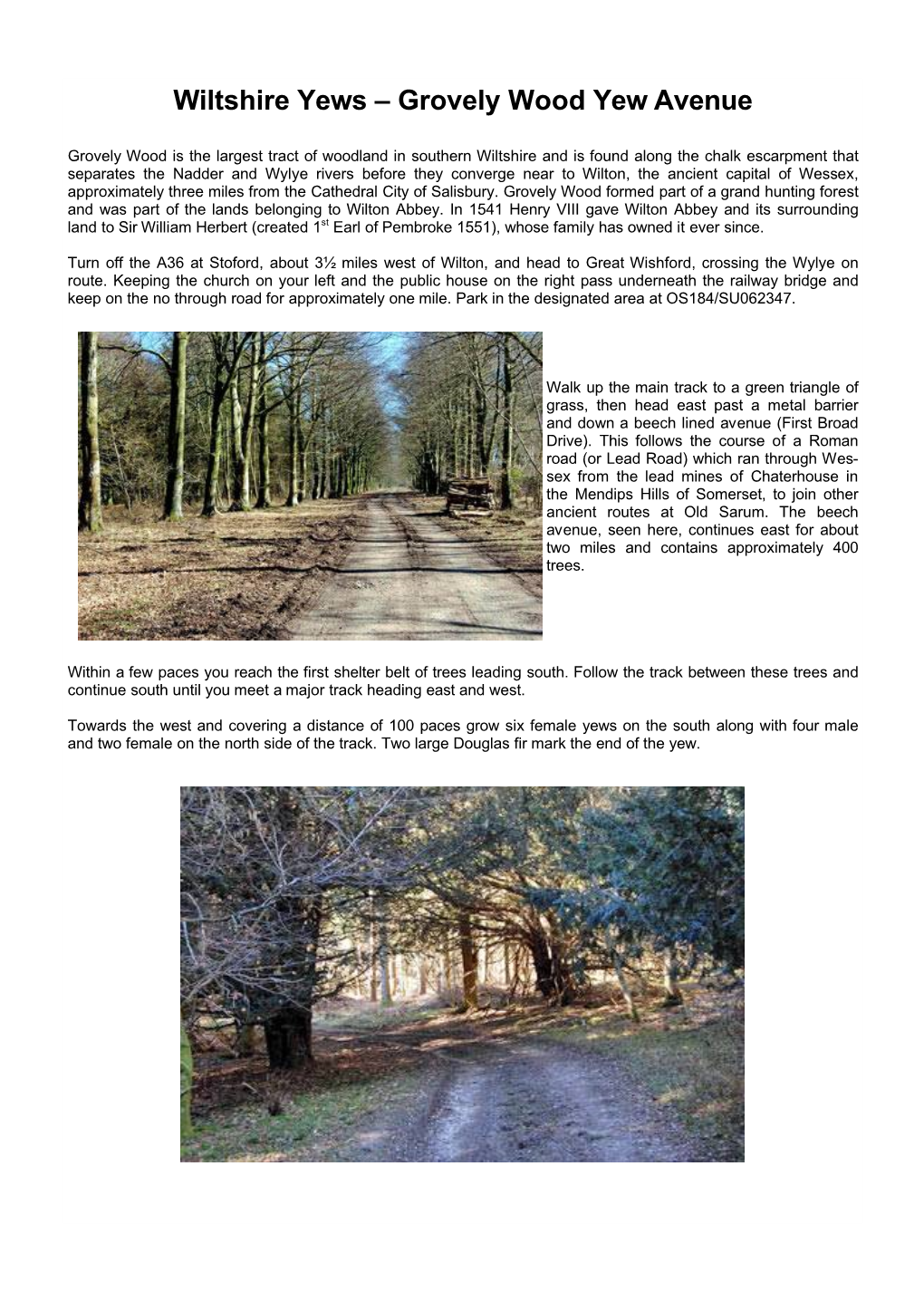 Wiltshire Yews – Grovely Wood Yew Avenue