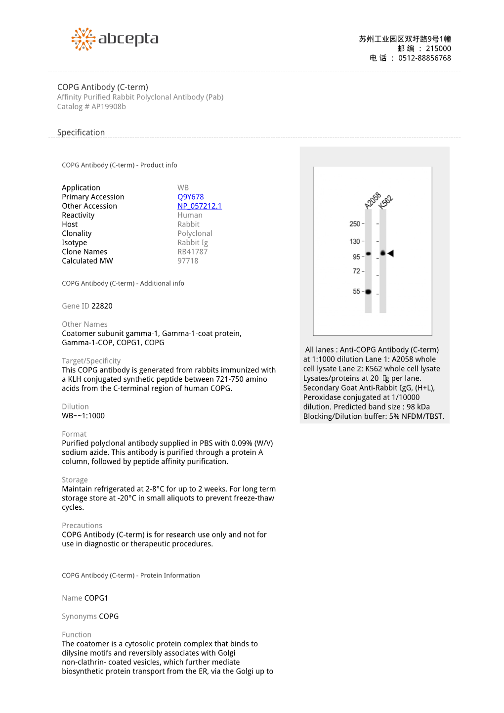 COPG Antibody (C-Term) Affinity Purified Rabbit Polyclonal Antibody (Pab) Catalog # Ap19908b