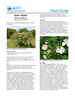 Dog Rose Plant Guide