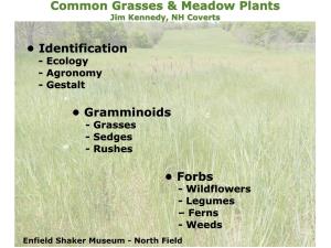 • Identification • Gramminoids • Forbs Common Grasses & Meadow Plants