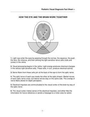 How the Eye and the Brain Work Together
