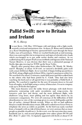 Pallid Swift: New to Britain and Ireland W