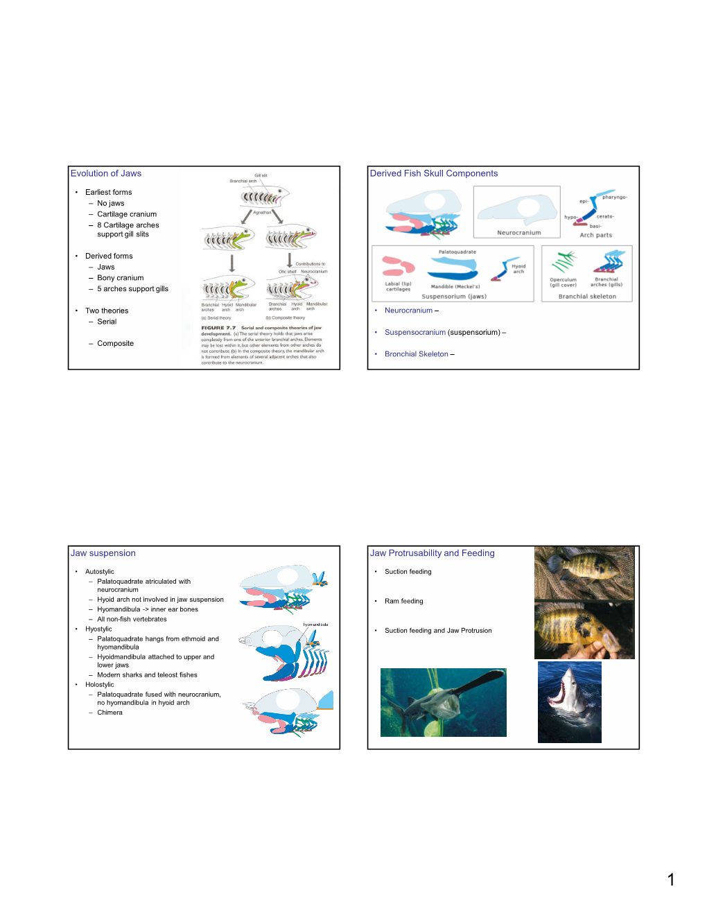 Evolution of Jaws Derived Fish Skull Components Jaw Suspension Jaw Protrusability and Feeding