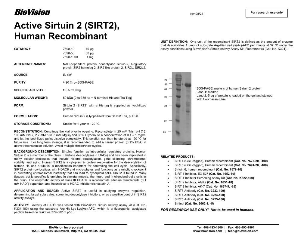 Active Sirtuin 2 (SIRT2), Human Recombinant