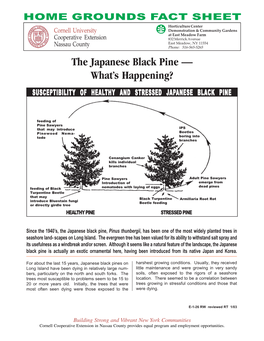 Japanese Black Pine – What's Happening
