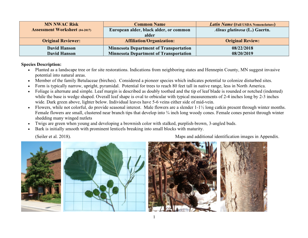 European Black Alder Specimens Can Be Found on the UMN St