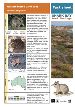 Western Barred Bandicoot Fact Sheet Perameles Bougainville