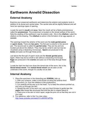 Earthworm Annelid Dissection External Anatomy