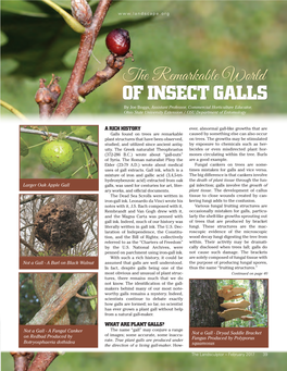 The Remarkable World of Insect Galls