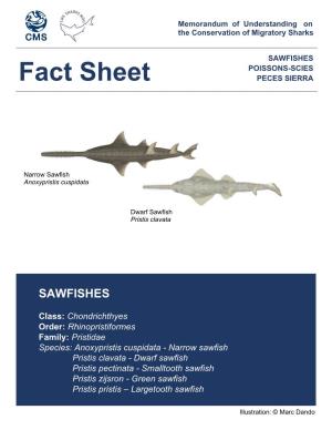 Smalltooth Sawfish Pristis Zijsron - Green Sawfish Pristis Pristis – Largetooth Sawfish