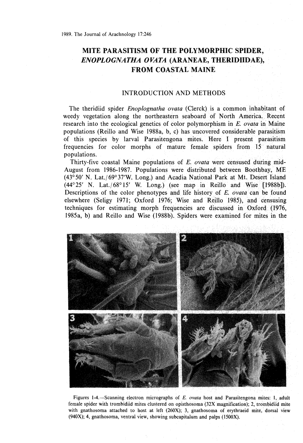 Mite Parasitism of the Polymorphic'spider, Enoplognatha Ovata (Araneae, Theridiidae , from Coastal Maine