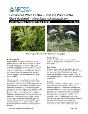 Giant Hogweed – Heracleum Mantegazzianum Conservation Practice Job Sheet VT-315