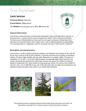 Larix Laricina Common Name: Tamarack French Name: Mélèze Laricin This Medium Tree Can Grow up to 10 to 20 Metres Tall