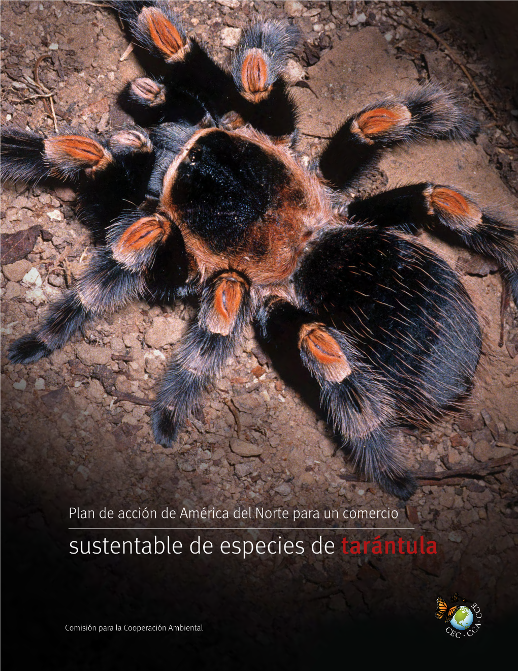 Sustentable De Especies De Tarántula