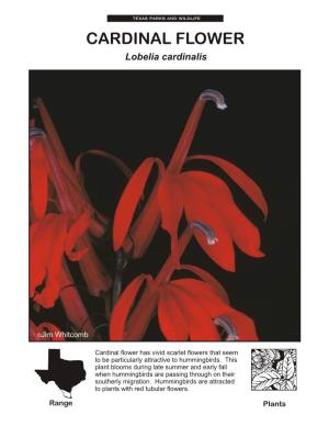 CARDINAL FLOWER Lobelia Cardinalis