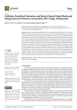 Colleters, Extrafloral Nectaries, and Resin Glands Protect Buds and Young Leaves of Ouratea Castaneifolia (DC.) Engl