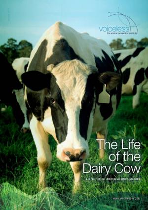 The Life of the Dairy Cow