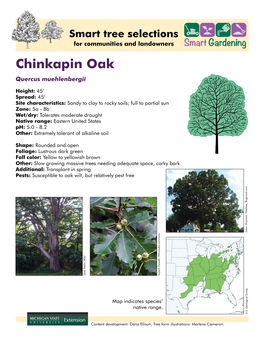 Chinkapin Oak Quercus Muehlenbergii