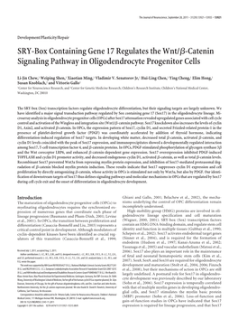 SRY-Box Containing Gene 17 Regulates the Wnt/ß-Catenin